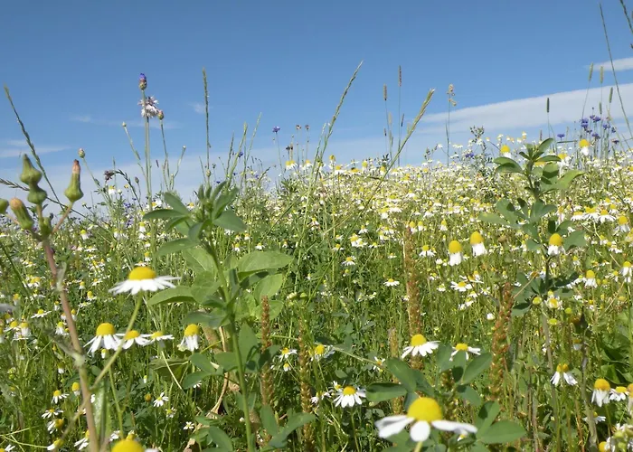 In Florenville With Garden Ferienhaus Chassepierre